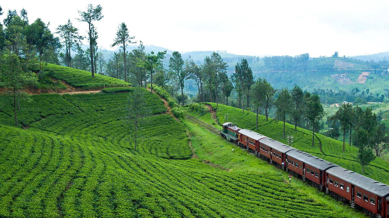 Viaje panorámico en tren a Ella desde Kandy