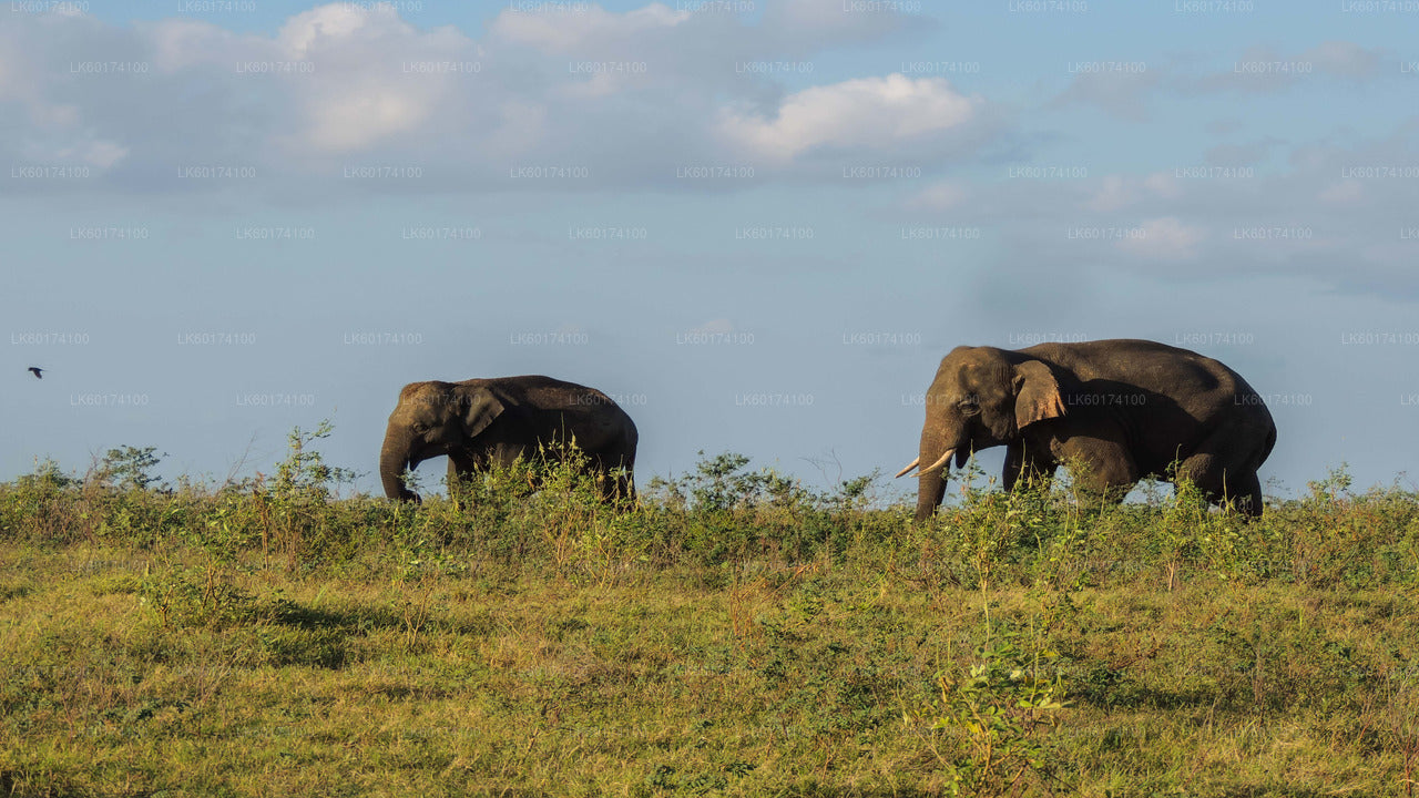 Safari en el Parque Nacional de Kaudulla desde Kandy
