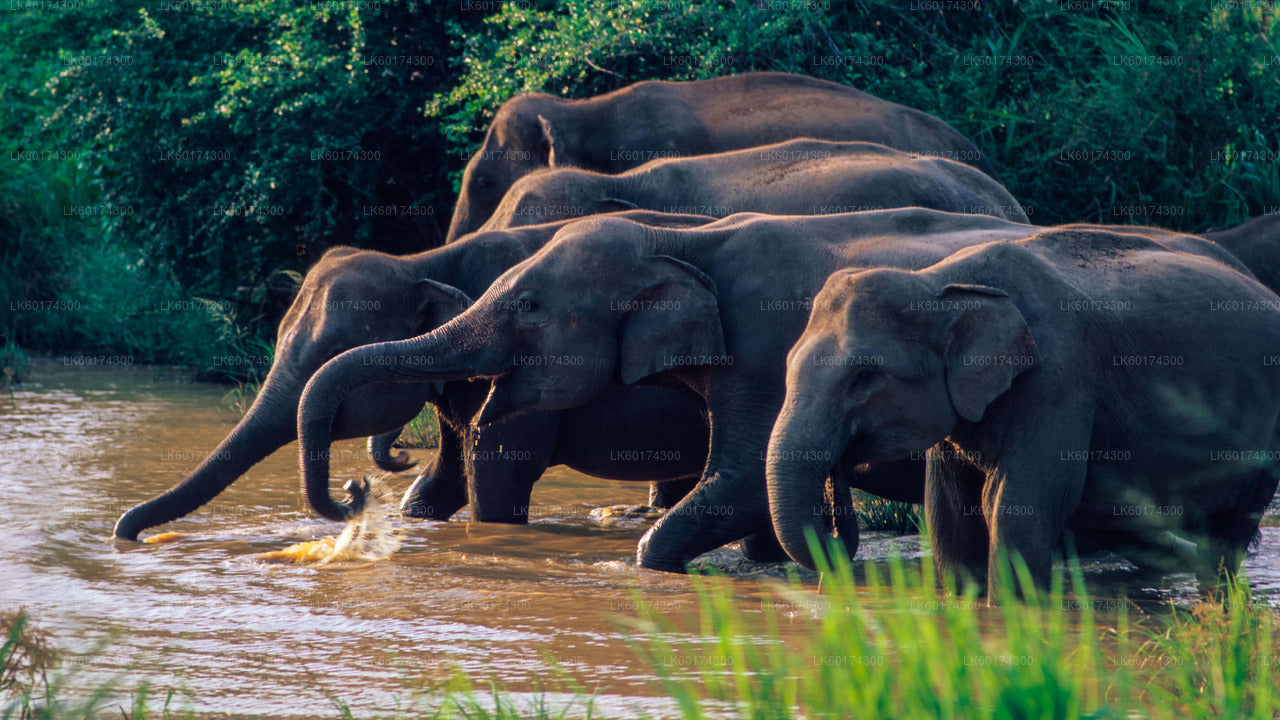 Safari al Parque Nacional Wasgamuwa desde Kandy