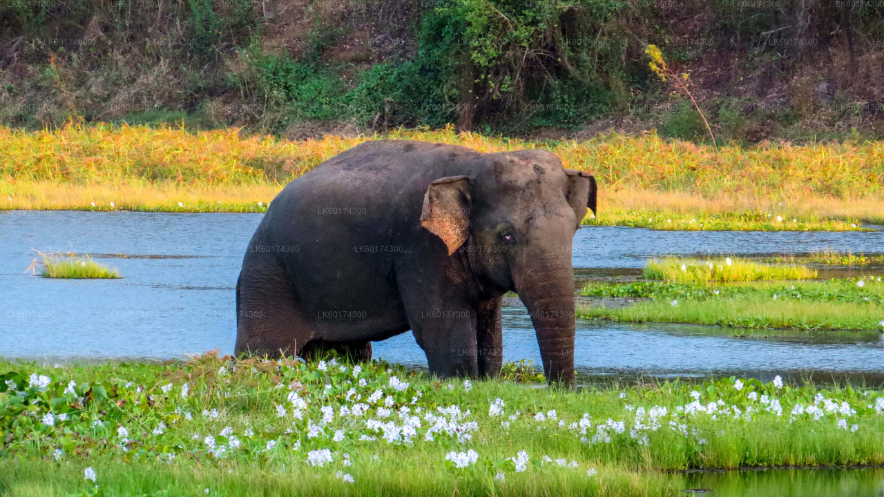 Safari al Parque Nacional Wasgamuwa desde Kandy