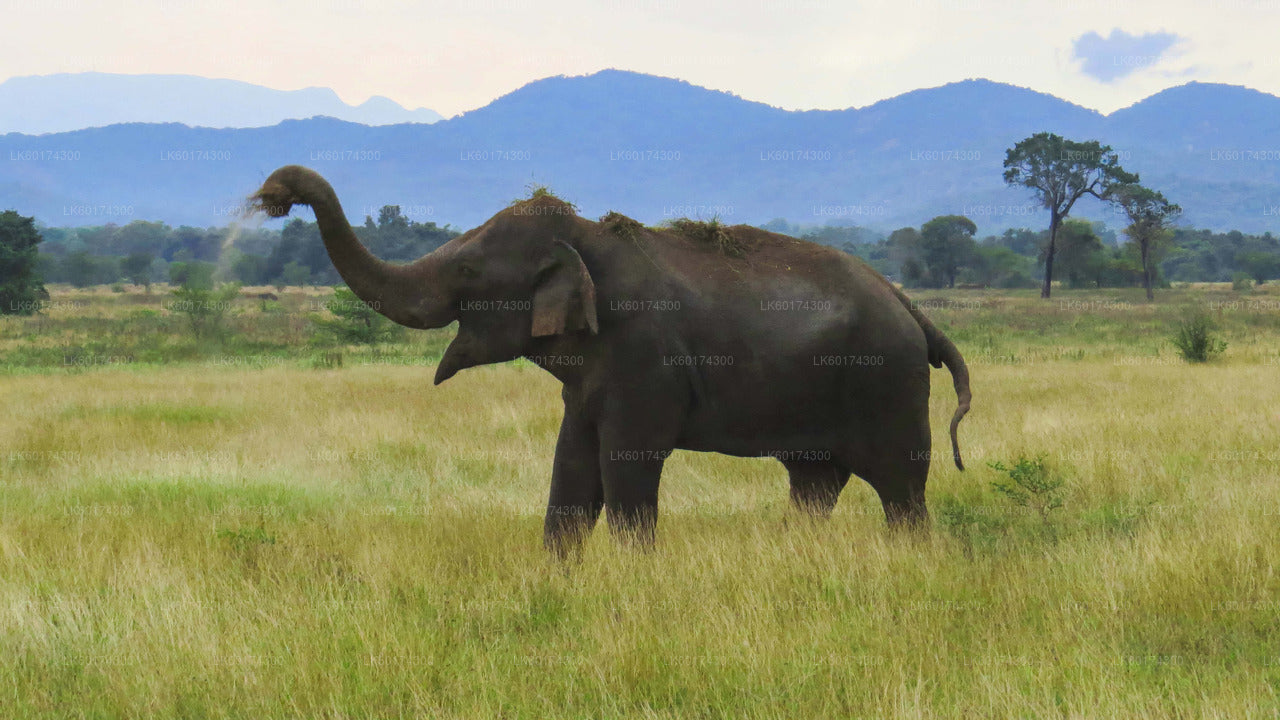 Safari al Parque Nacional Wasgamuwa desde Kandy