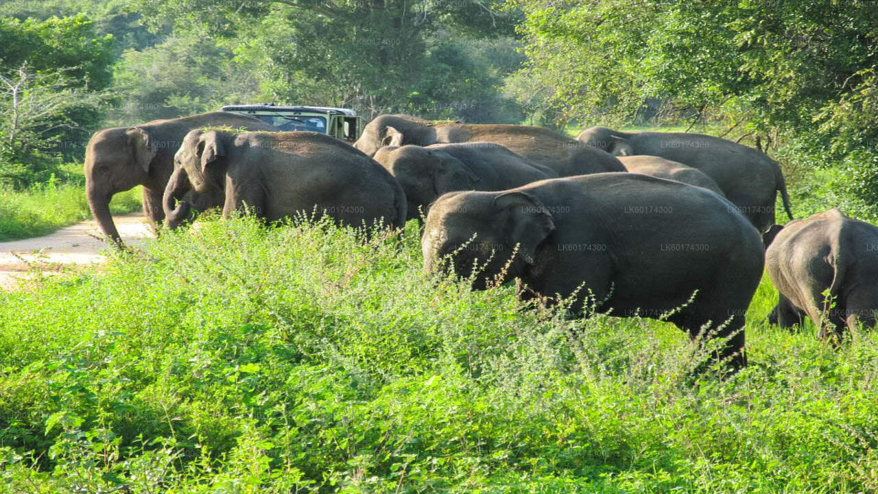 Safari al Parque Nacional Wasgamuwa desde Kandy