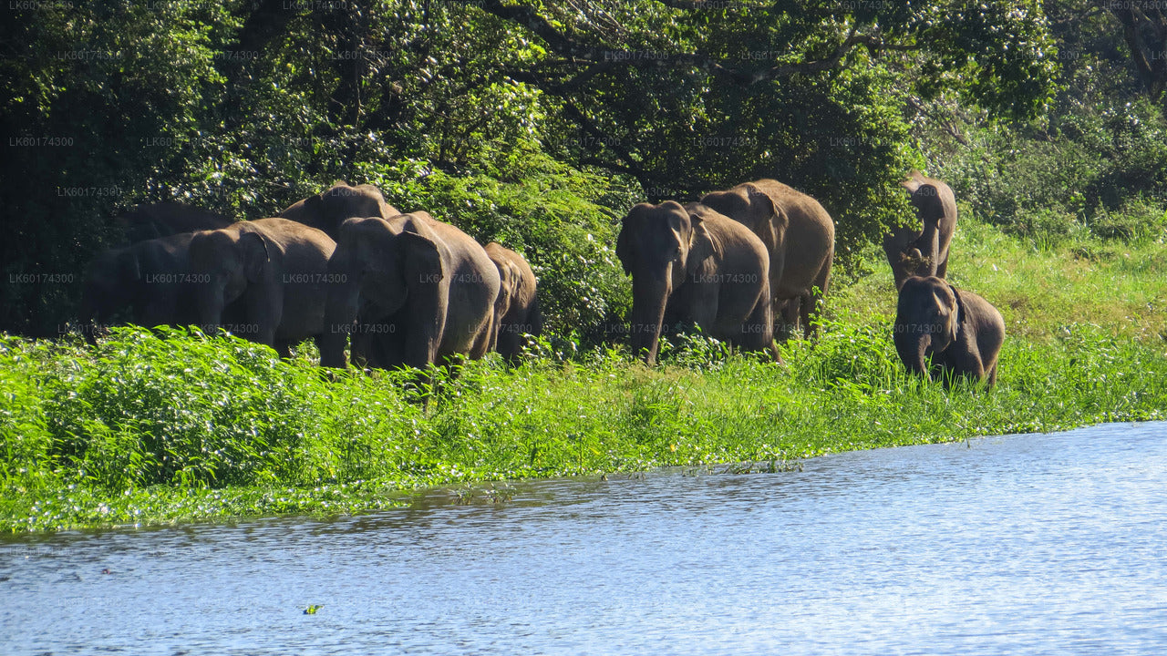 Safari al Parque Nacional Wasgamuwa desde Kandy