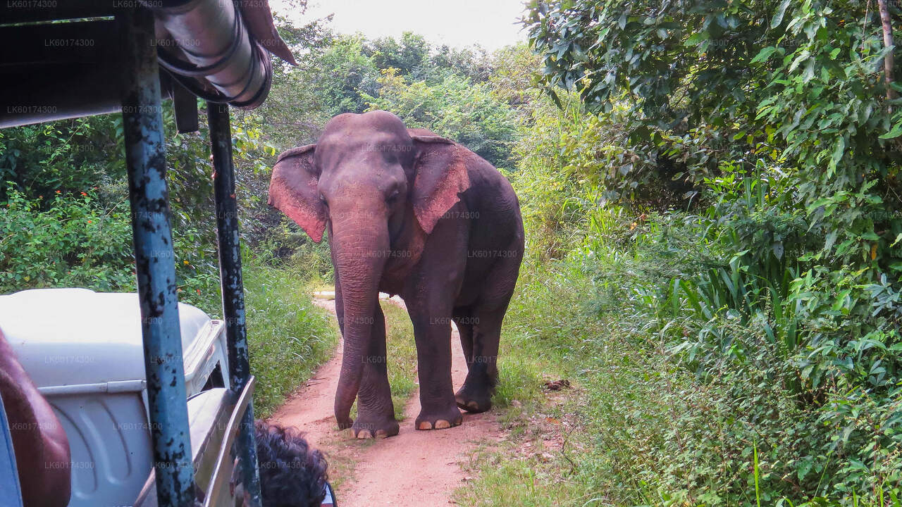 Safari al Parque Nacional Wasgamuwa desde Kandy