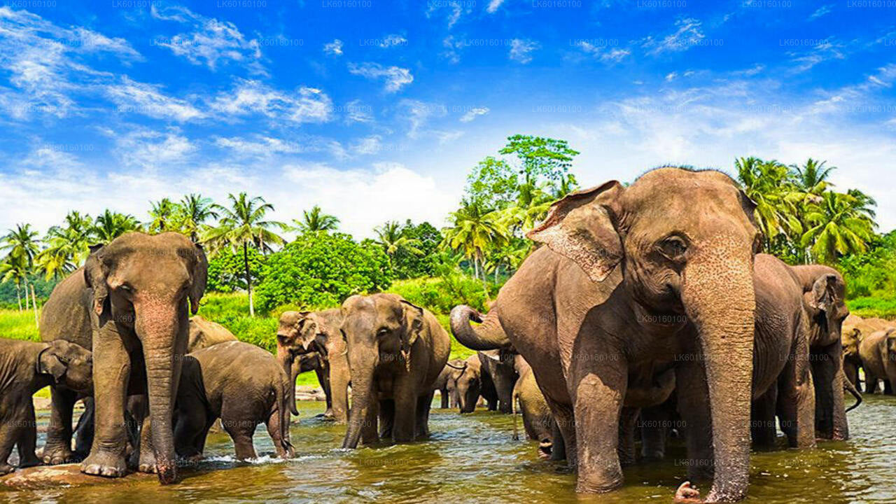 Excursión a Pinnawala y Kandy desde Colombo