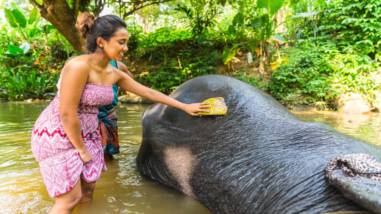 Fundación Millennium Elephant de Colombo