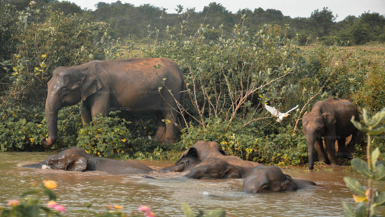 Safari en el Parque Nacional de Udawalawe desde Koggala