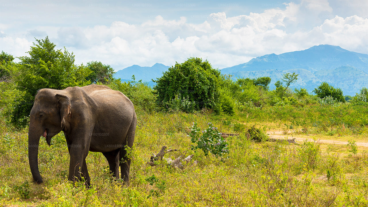 Safari en el Parque Nacional de Bundala desde Koggala