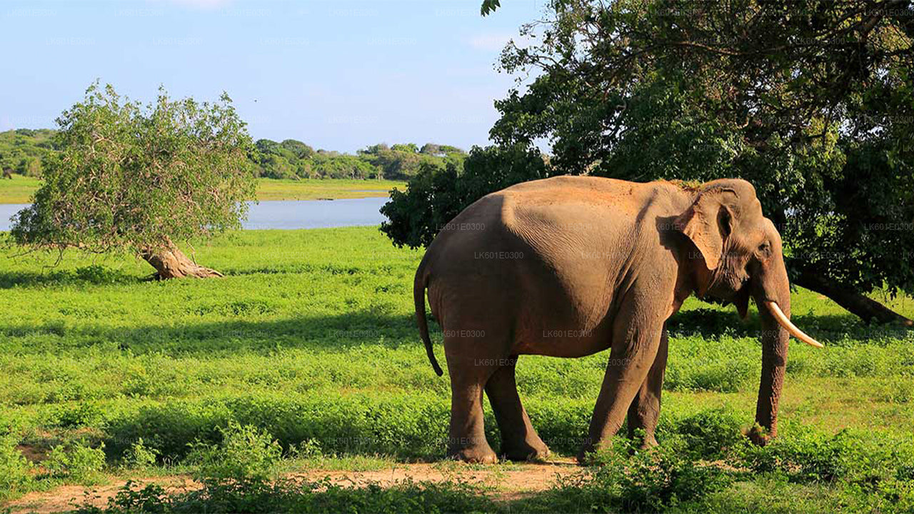 Safari en el Parque Nacional de Bundala desde Koggala