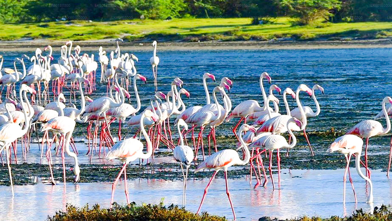 Safari en el Parque Nacional de Bundala desde Koggala