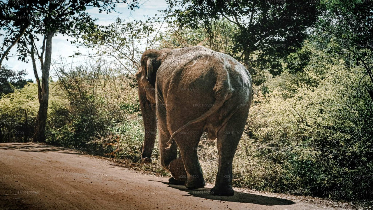 Safari por la roca de Sigiriya y elefantes salvajes desde Negombo