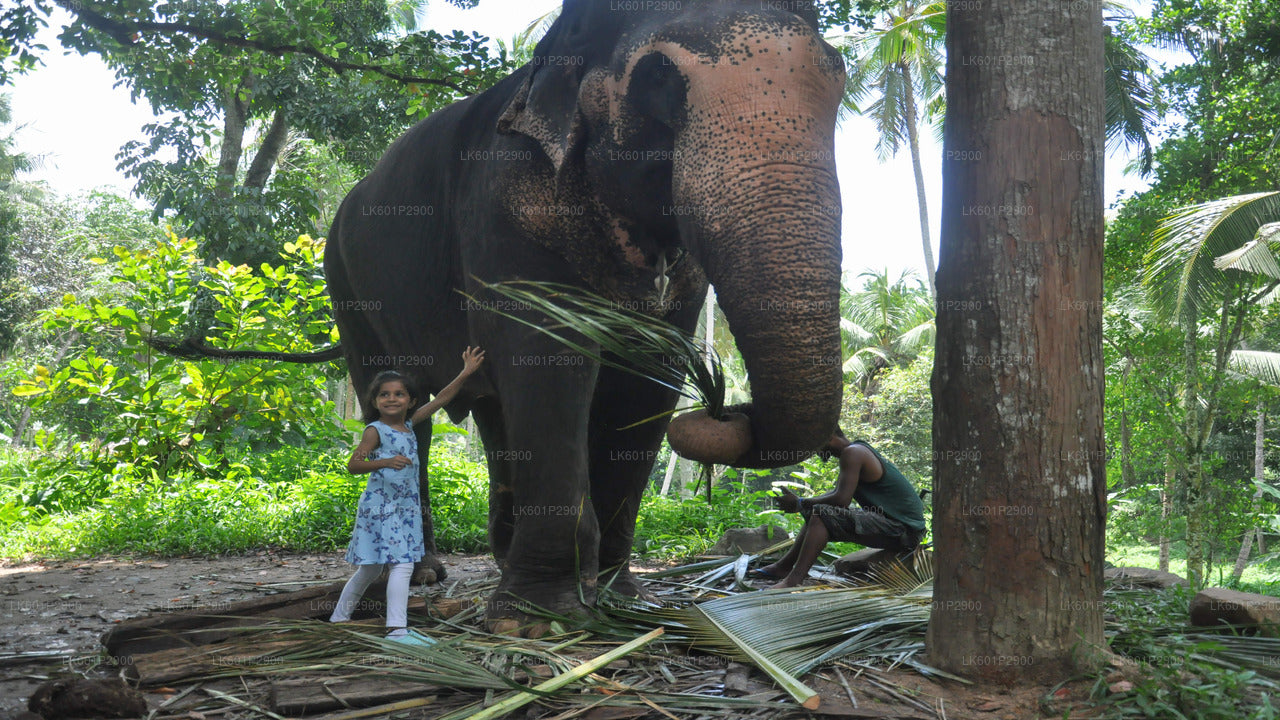 Fundación Millennium Elephant de Negombo