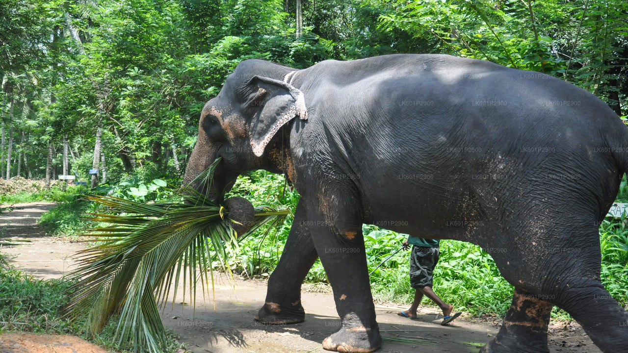 Fundación Millennium Elephant de Negombo