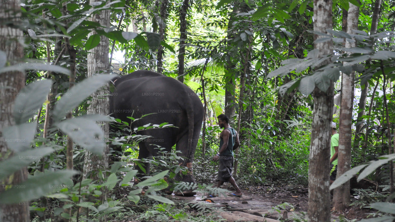 Fundación Millennium Elephant de Negombo