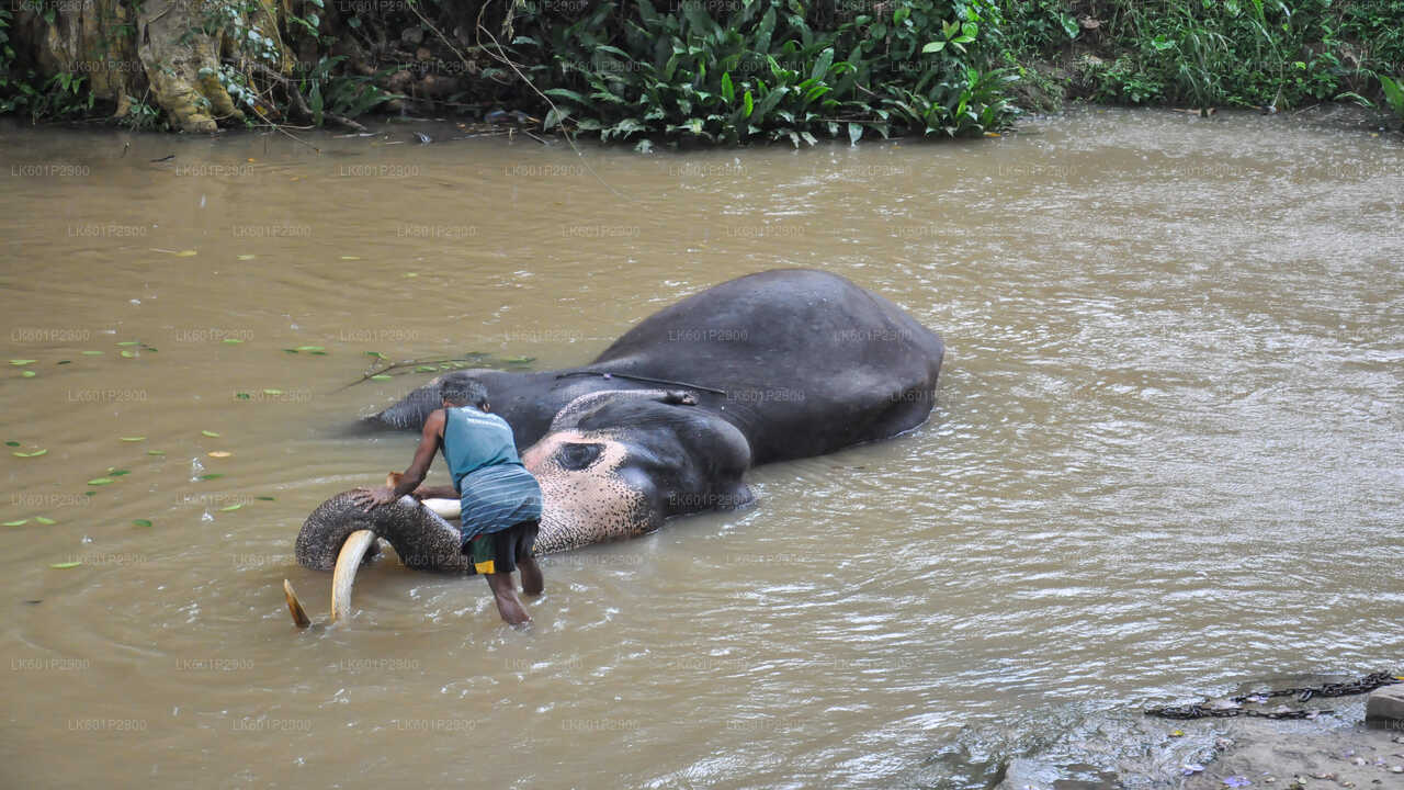 Fundación Millennium Elephant de Negombo