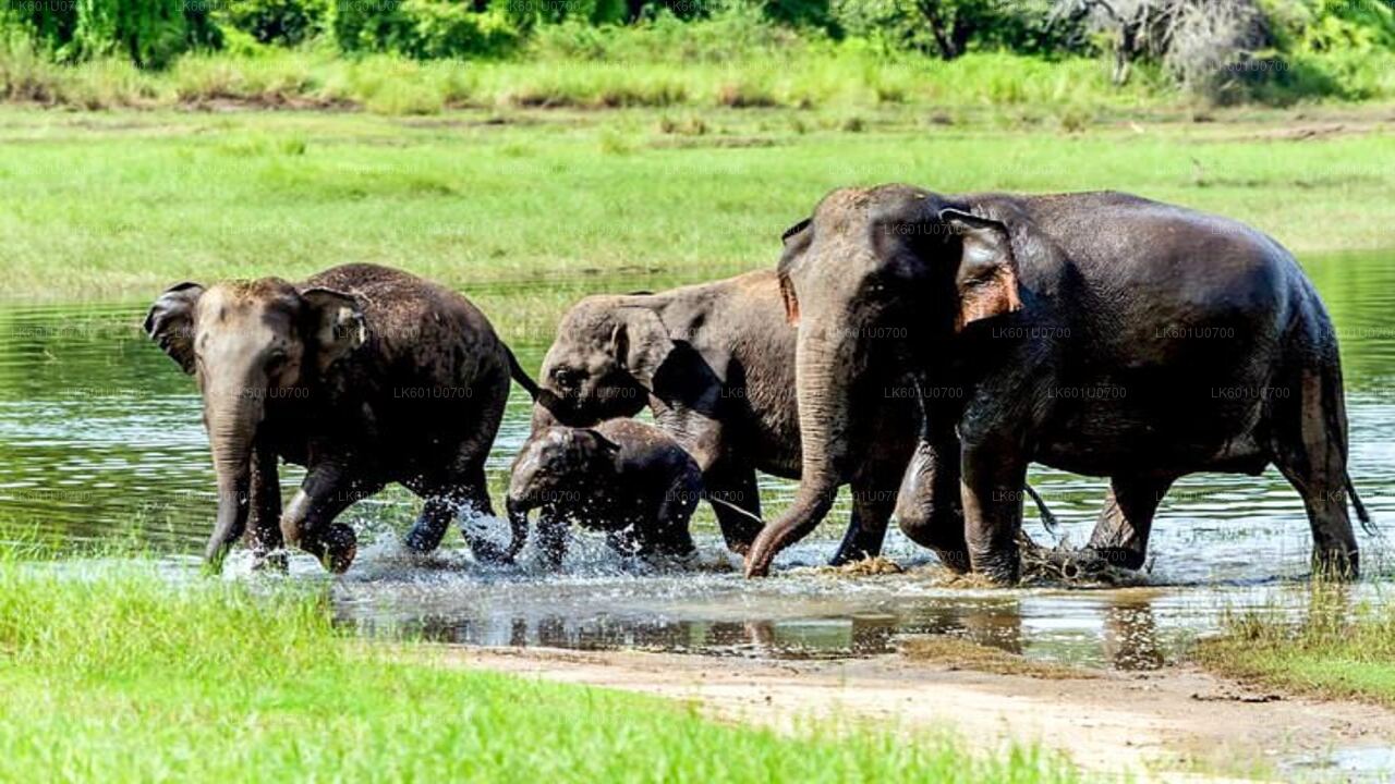 Wasgamuwa National Park Safari from Polonnaruwa