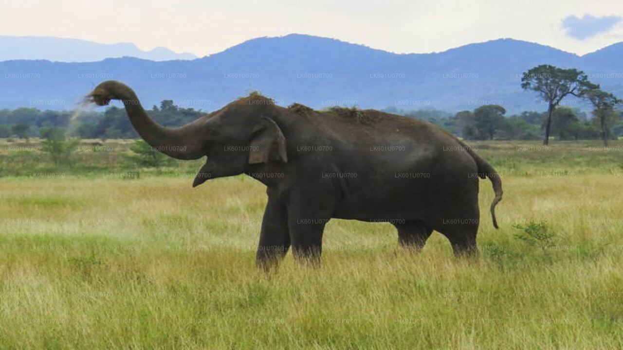 Wasgamuwa National Park Safari from Polonnaruwa