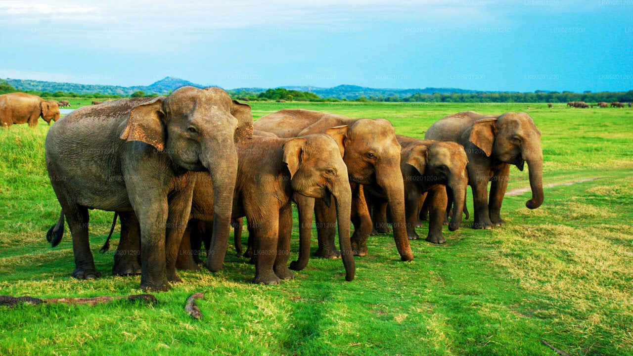 Safari por la roca de Sigiriya y elefantes salvajes desde Sigiriya