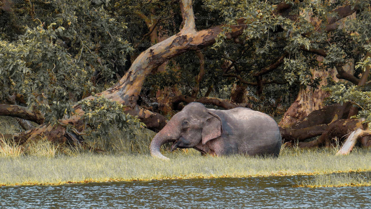 Safari en el Parque Nacional Wilpattu desde Sigiriya