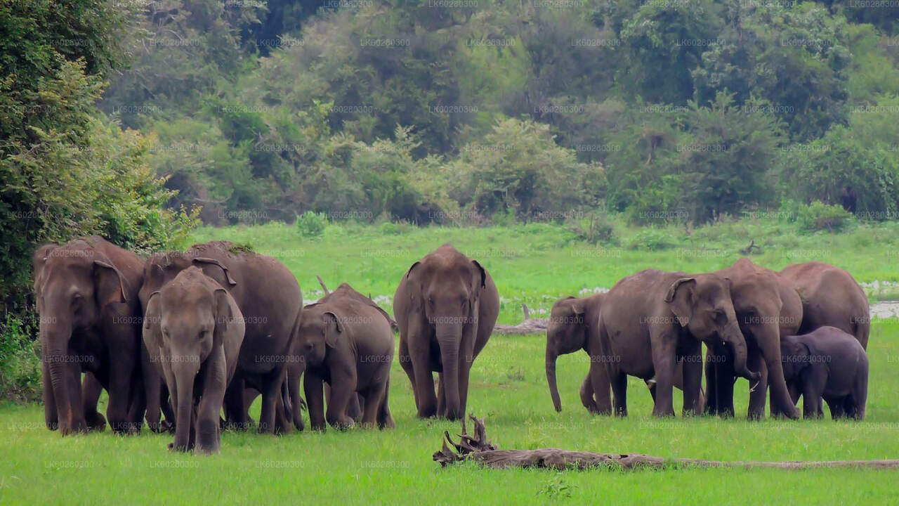 Safari en el Parque Nacional Udawalawe desde Hambantota