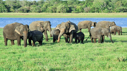 Safari en el Parque Nacional Udawalawe desde Hambantota