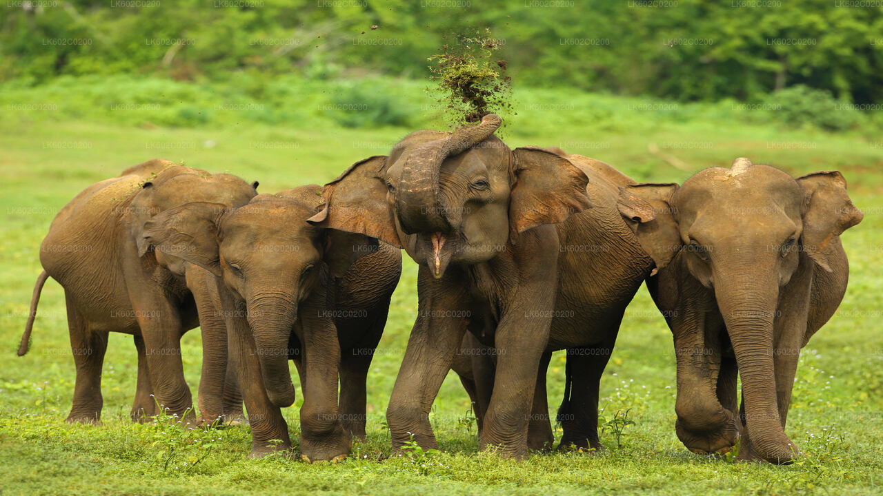 Safari en el Parque Nacional de Udawalawe desde Weligama