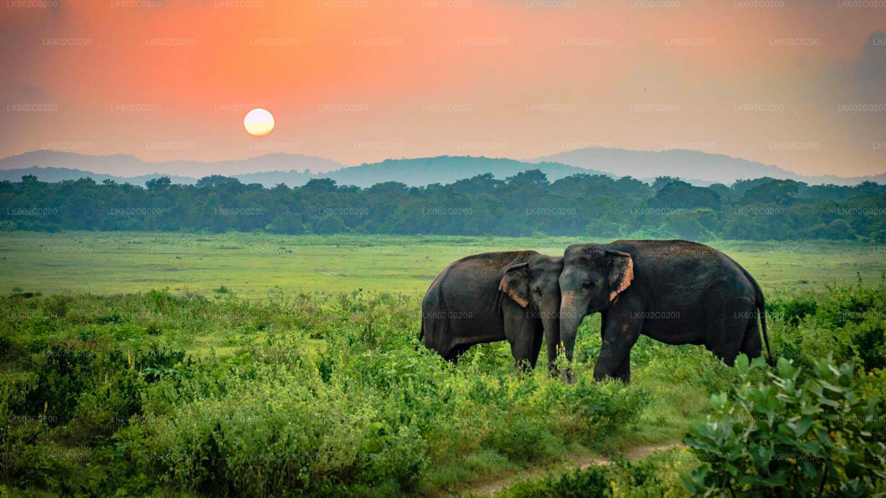 Safari en el Parque Nacional de Udawalawe desde Weligama