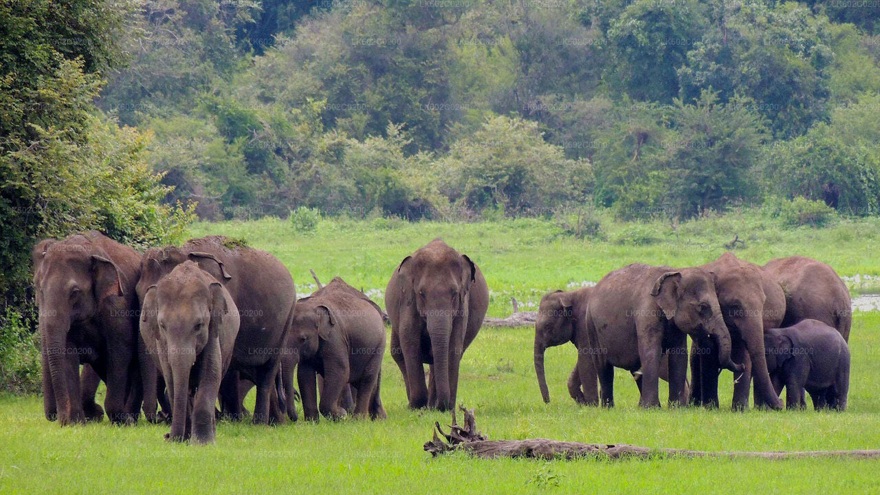 Safari en el Parque Nacional de Udawalawe desde Weligama