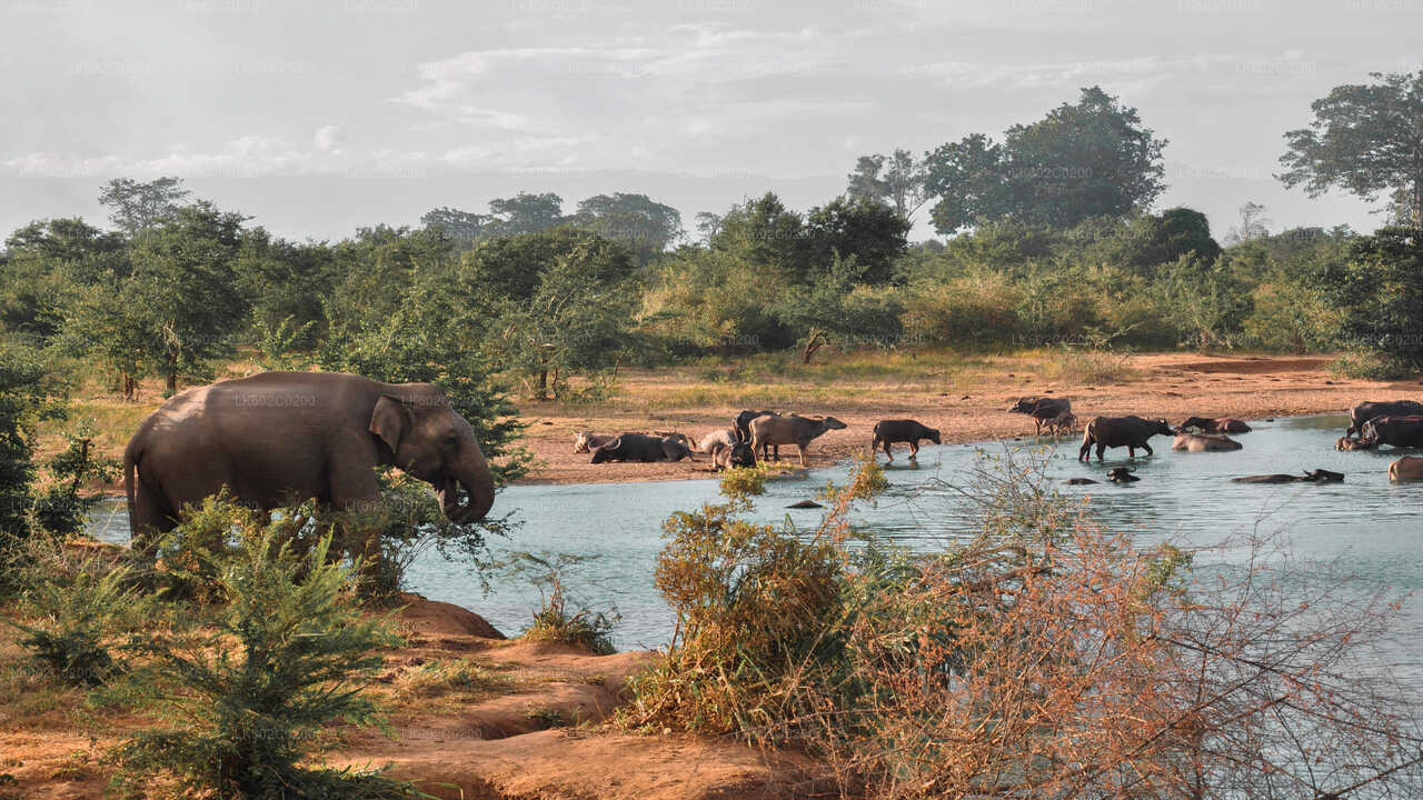 Safari en el Parque Nacional de Udawalawe desde Weligama