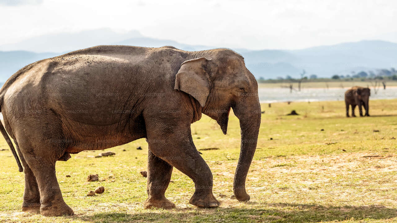 Safari en el Parque Nacional de Udawalawe desde Mirissa