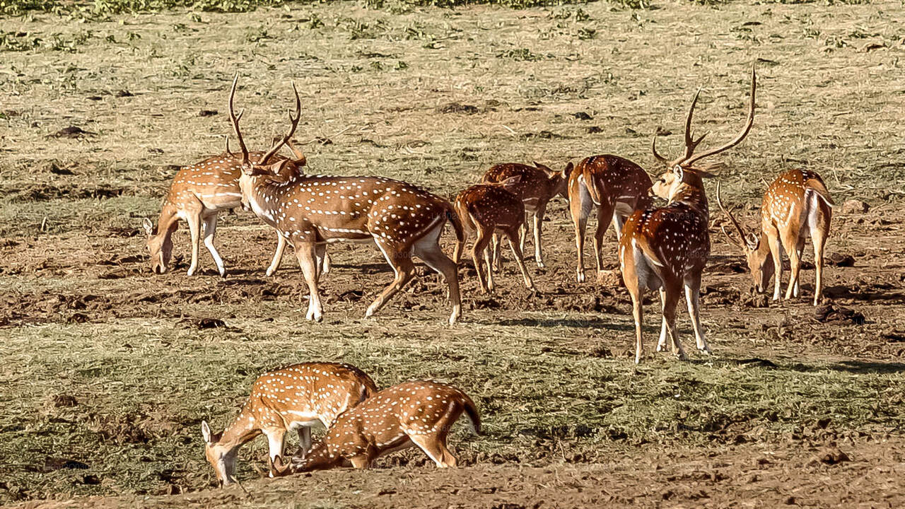 Safari en el Parque Nacional de Udawalawe desde Mirissa