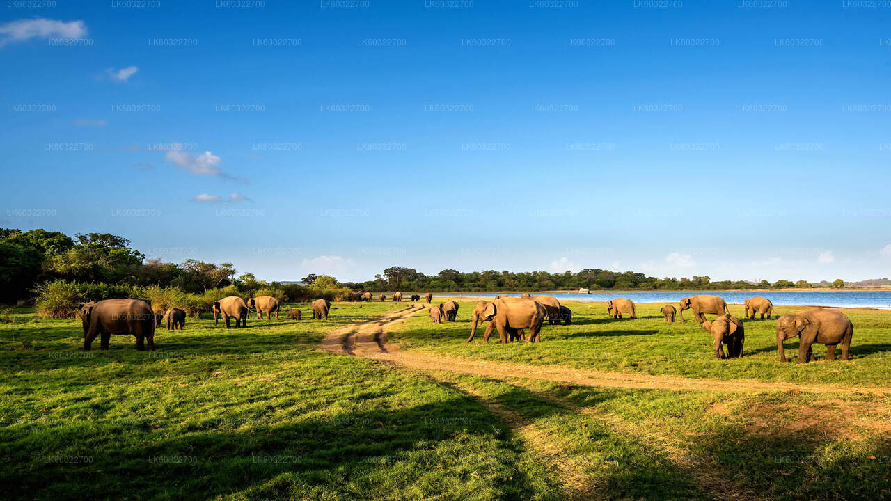 Safari privado en el Parque Nacional Minneriya desde Habarana