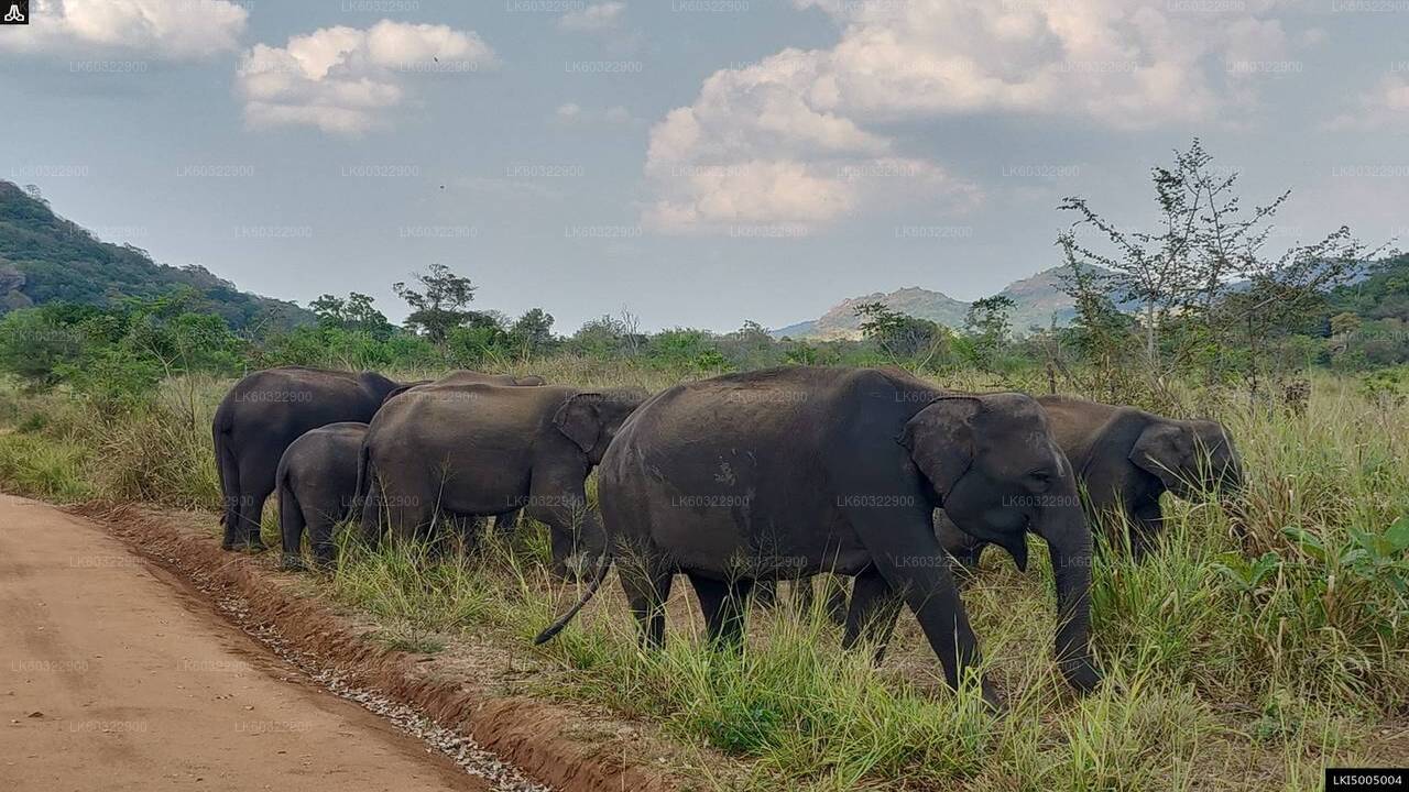 Safari privado al parque ecológico Hurulu desde Habarana