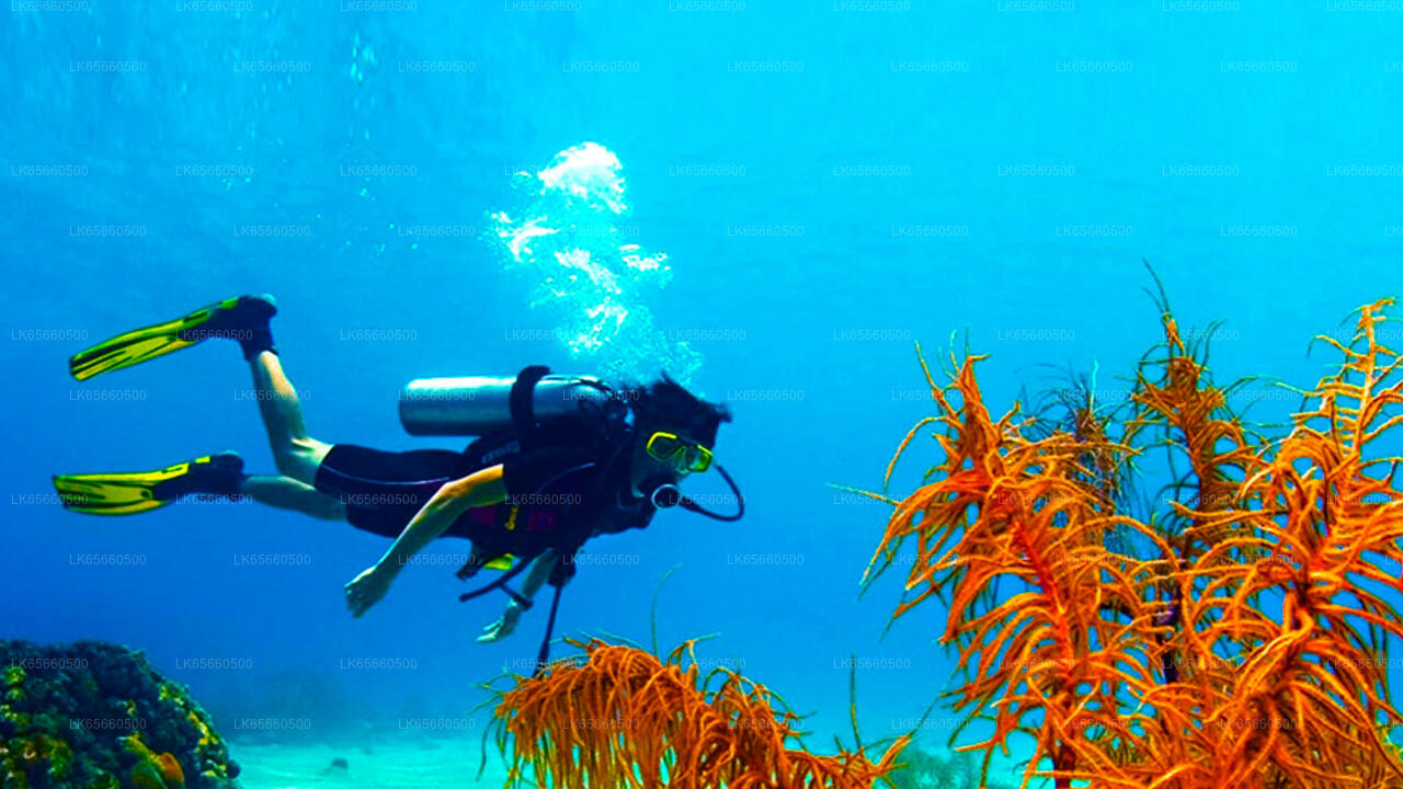 Paquete de buceo de aventura desde Mount Lavinia