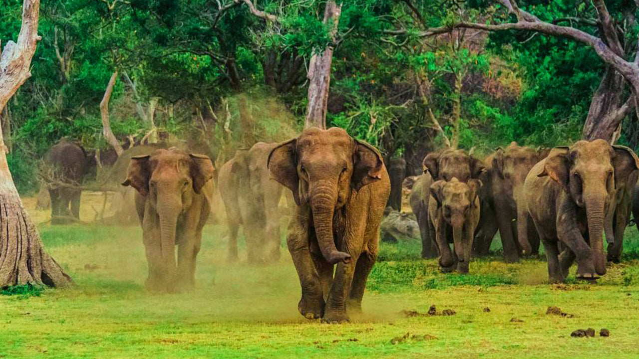 Boleto de entrada al Parque Nacional Yala