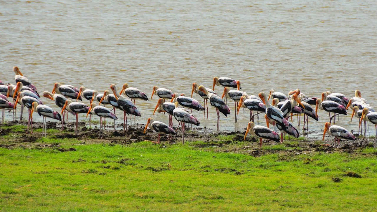 Boleto de entrada al Parque Nacional Minneriya