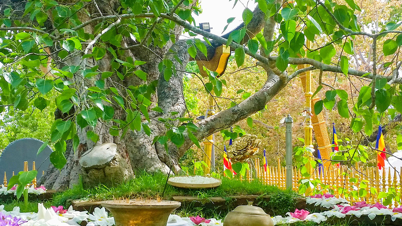 Boleto de entrada al área sagrada de Anuradhapura