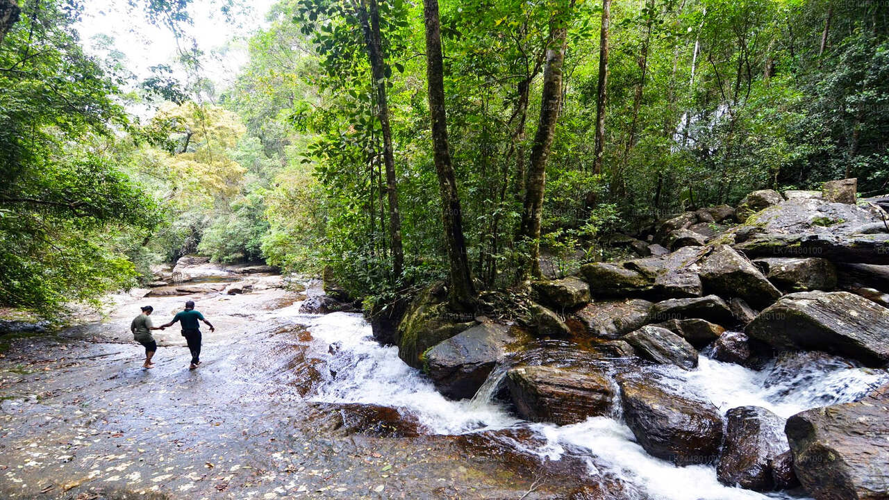 Paseo por la selva tropical de Sinharaja