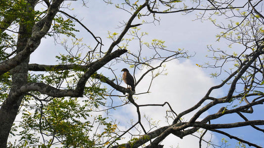 Observación de aves en el santuario de Anawilundawa desde Kalpitiya
