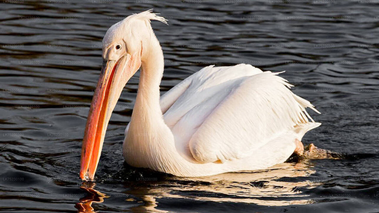 Paseo en barco para observar aves en el santuario de Kalametiya