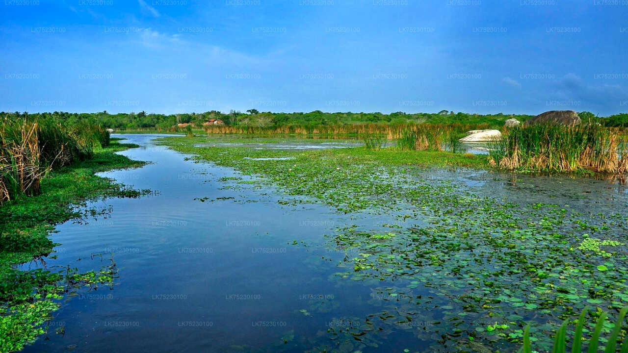 Paseo en barco para observar aves en el santuario de Kalametiya