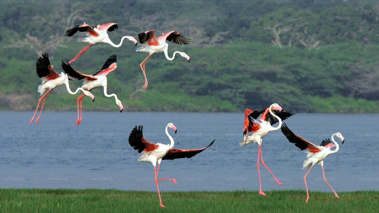 Paseo en barco para observar aves en el santuario de Kalametiya