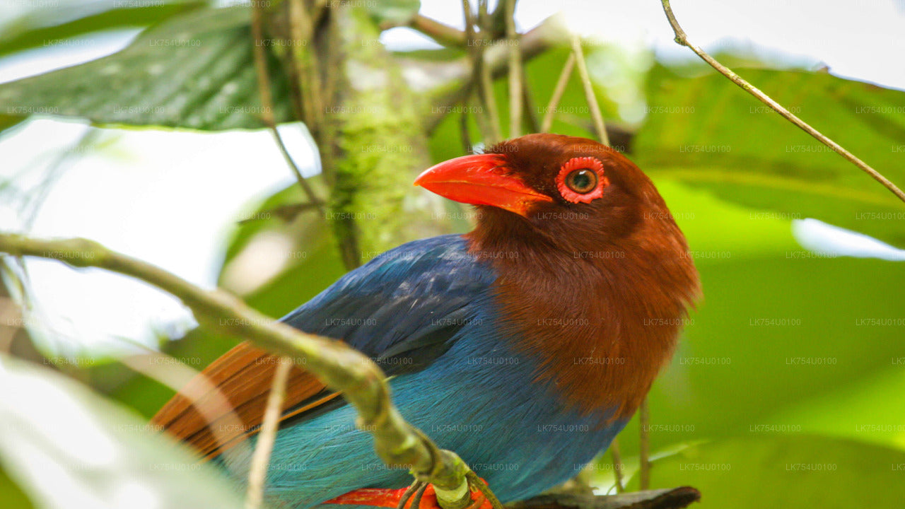 Observación de aves desde la selva tropical de Sinharaja