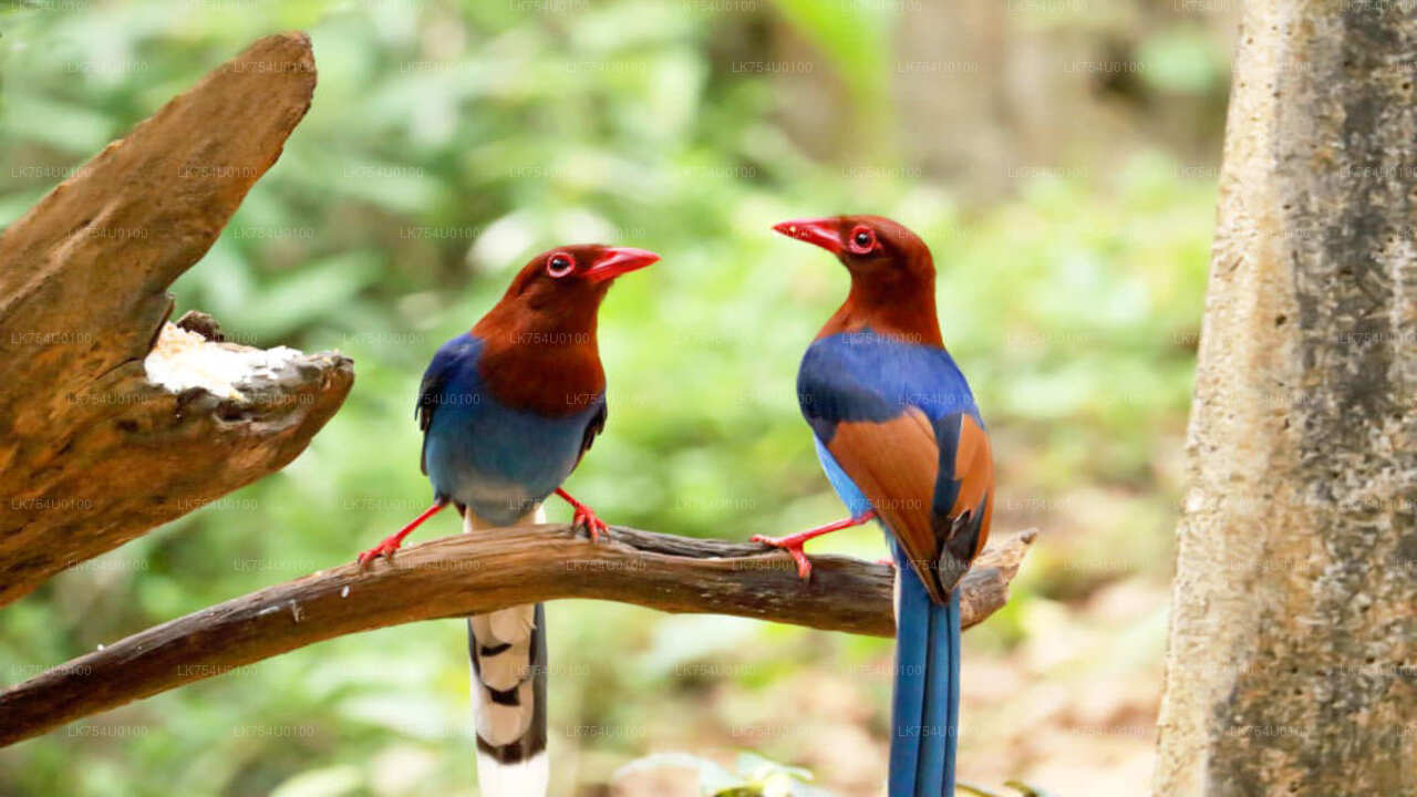 Observación de aves desde la selva tropical de Sinharaja
