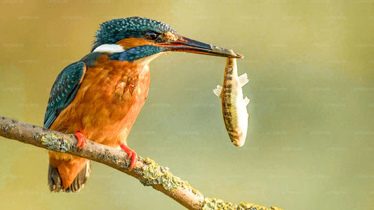 Safari de observación de aves en el Parque Nacional Kumana