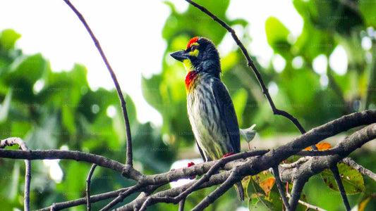 Observación de aves en el humedal de Thalangama desde el monte Lavinia