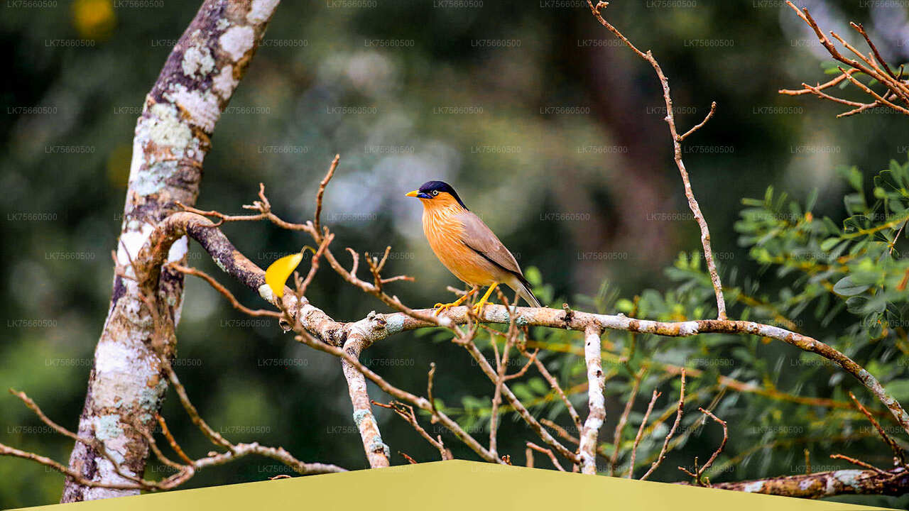 Safari de observación de aves en el Parque Nacional Udawalawe desde el monte Lavinia
