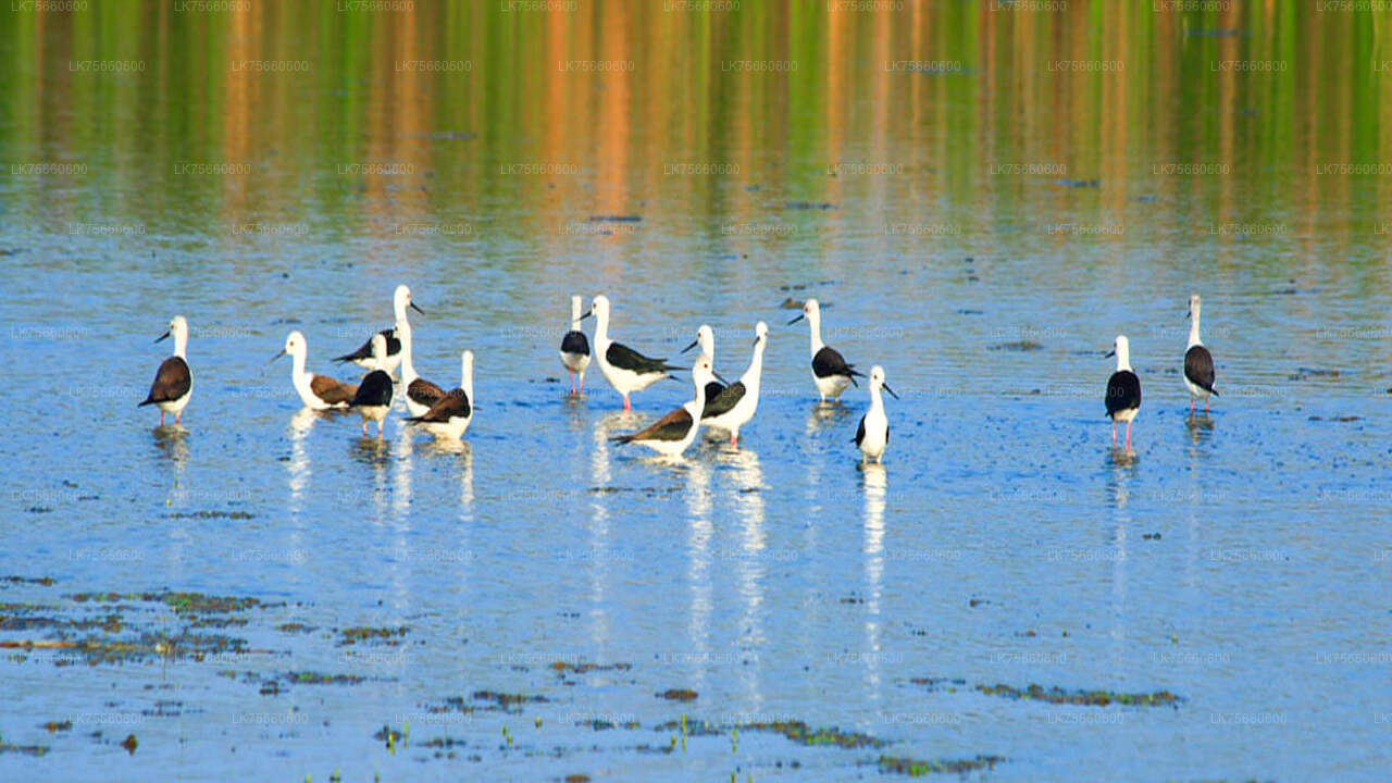 Flat Water Kayaking from Kitulgala (1 Guest + Guide + Transport + Ticket)