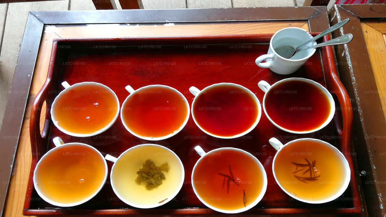Degustación de té de Ceilán de Nuwara Eliya