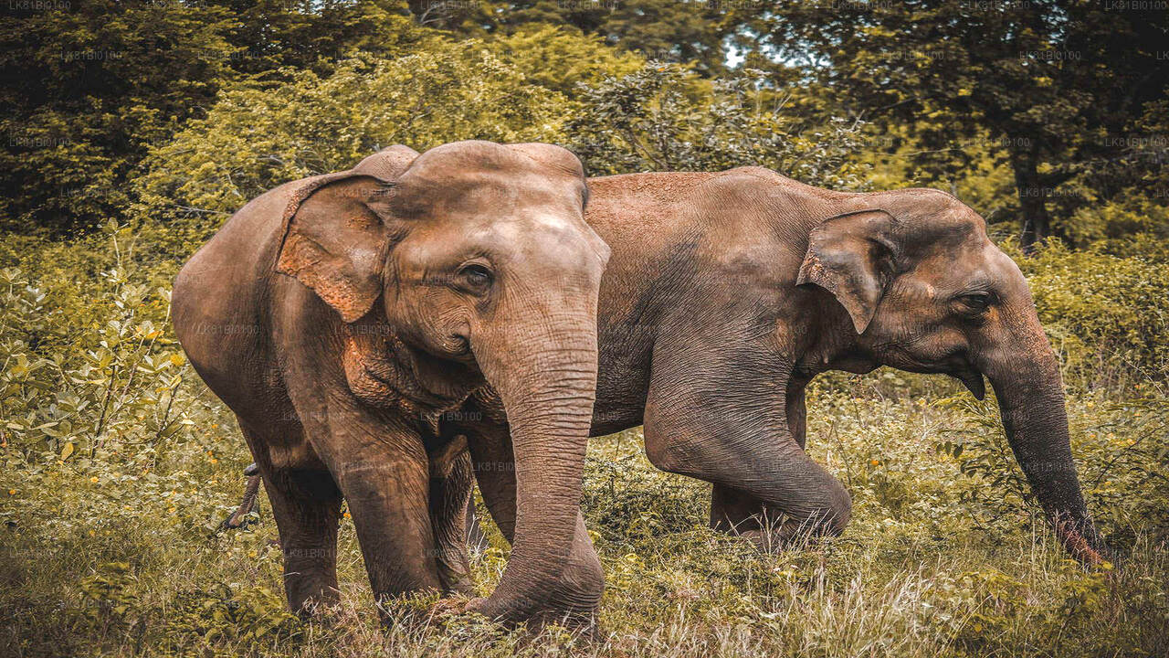 Safari en el Parque Nacional de Udawalawe desde el puerto de Hambantota